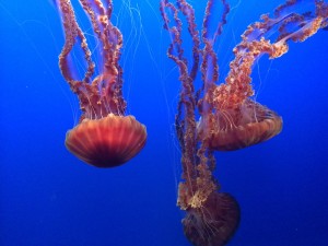 Monterey bay aquarium 
